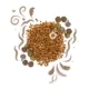Coriander