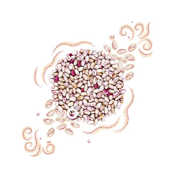 rajma chitra - kidney bean chitra