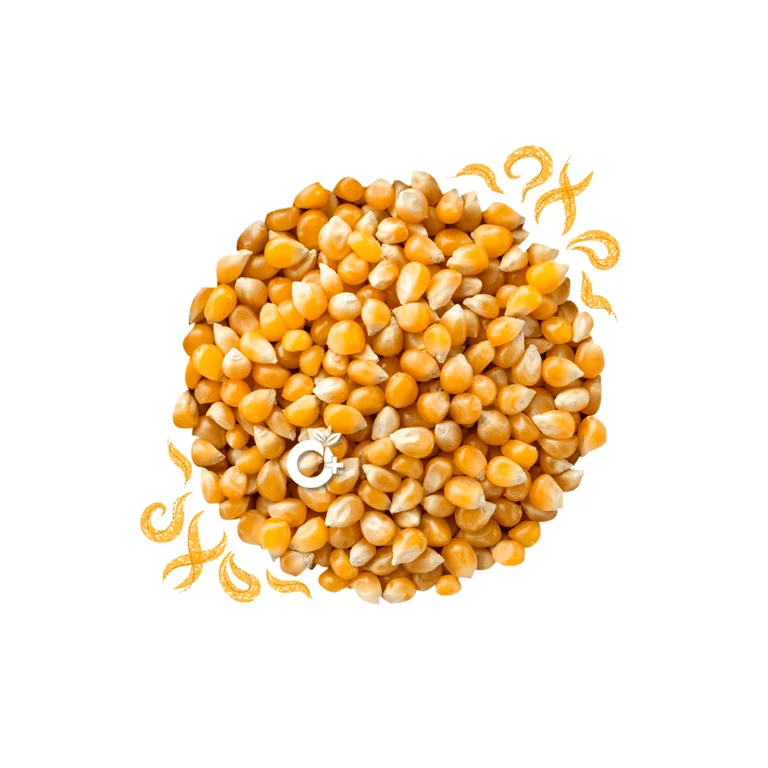 Maize/ மக்காசோளம்